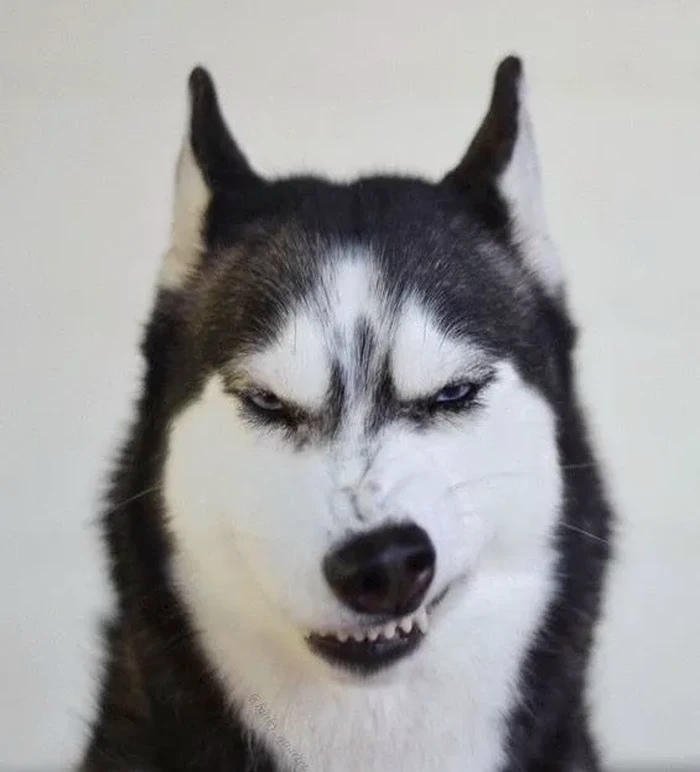 Meme cười đểu chó