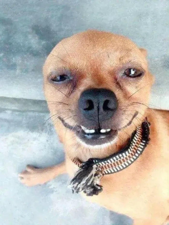 Meme chó cười mỉm khịa bạn bè