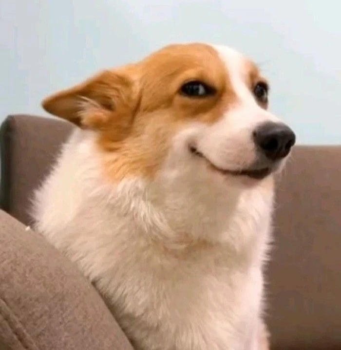 Meme chó corgi cười khẩy