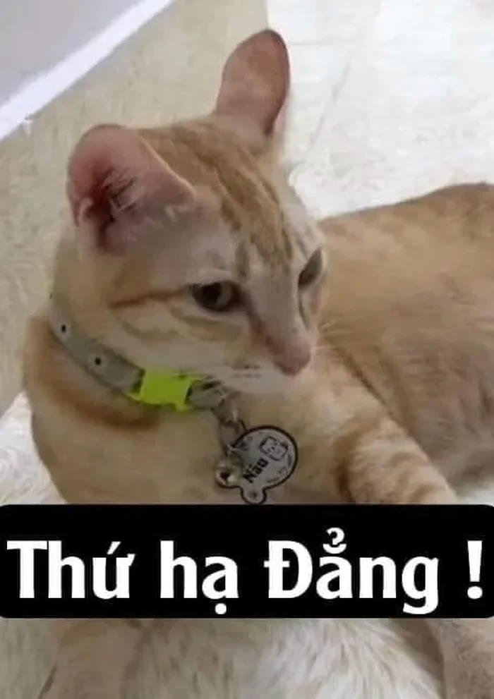 Meme khinh bỉ hạ đẳng
