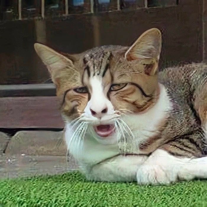 Meme khinh bỉ mèo bựa