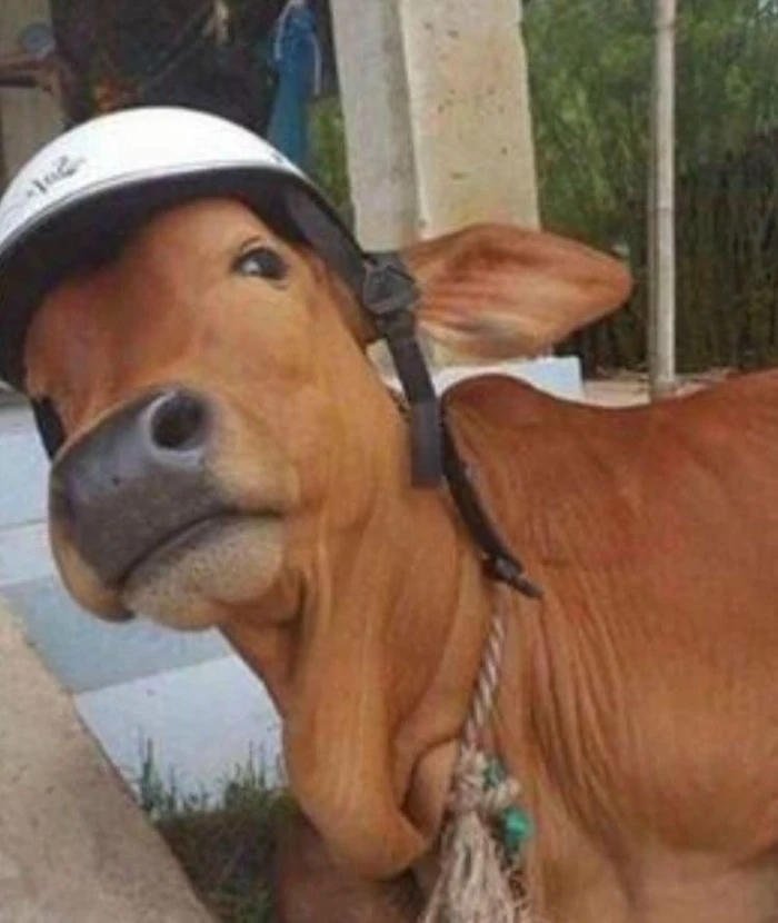 Meme động vật khinh bỉ