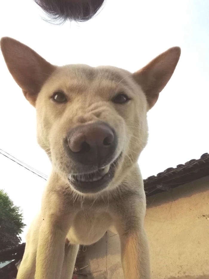 Meme chó cười khẩy cực gắt