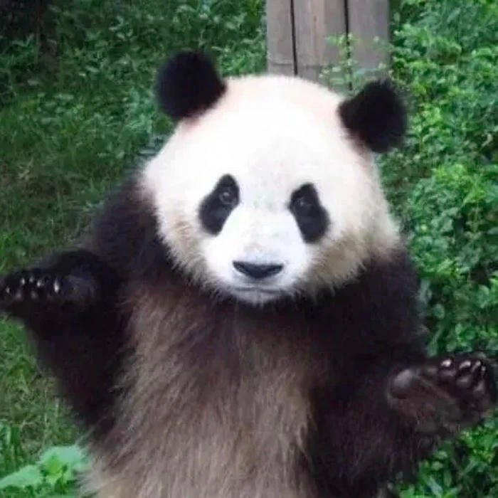 Meme khó hiểu gấu trúc