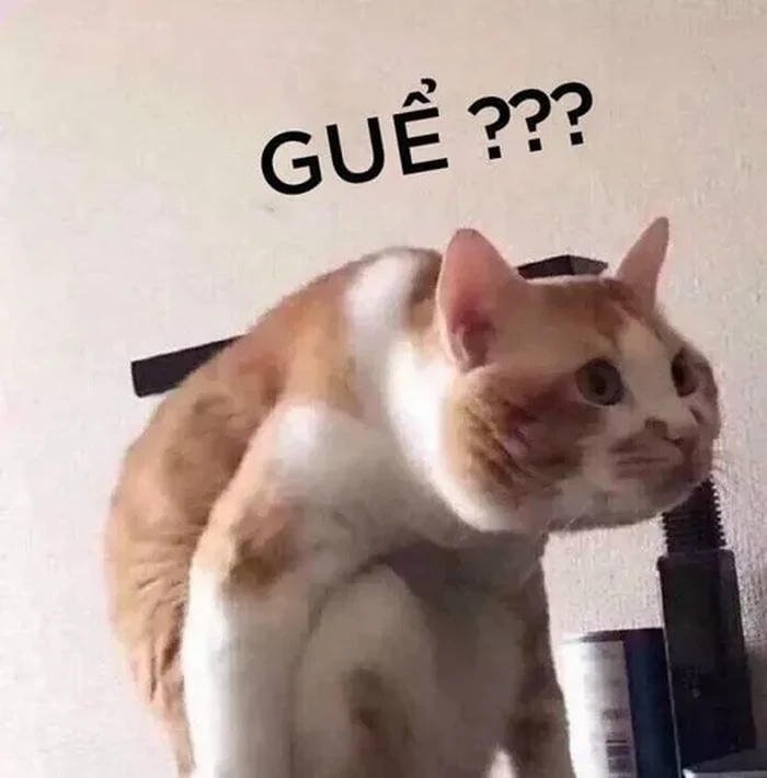 Meme mèo khó hiểu viral mxh