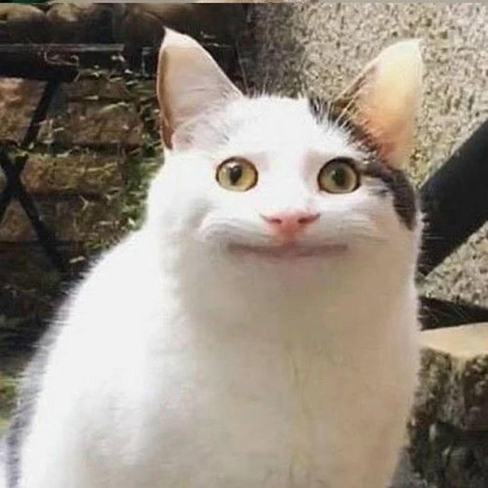 Meme mèo khó hiểu hot trend