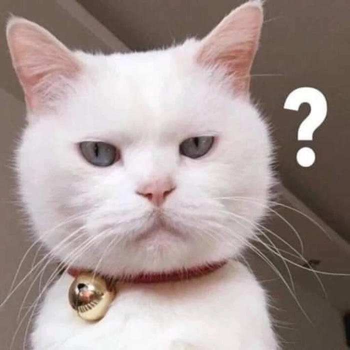 Meme khó hiểu mèo cute