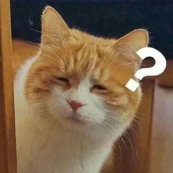 Top meme mèo khó hiểu cực đáng yêu