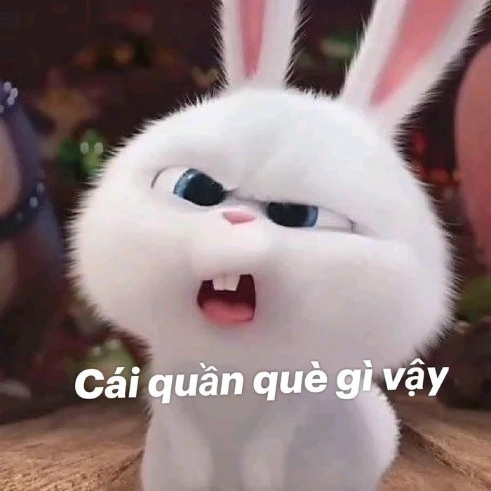 Meme thỏ khó hiểu siêu đáng yêu