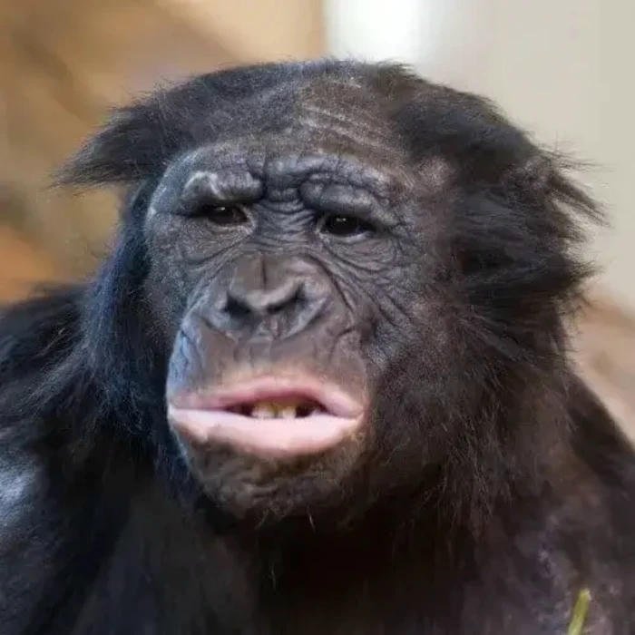 Meme khó hiểu vượn