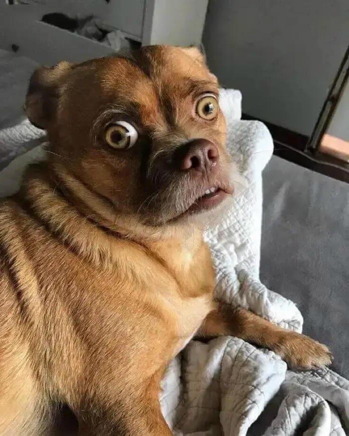Meme omg chó trợn mắt