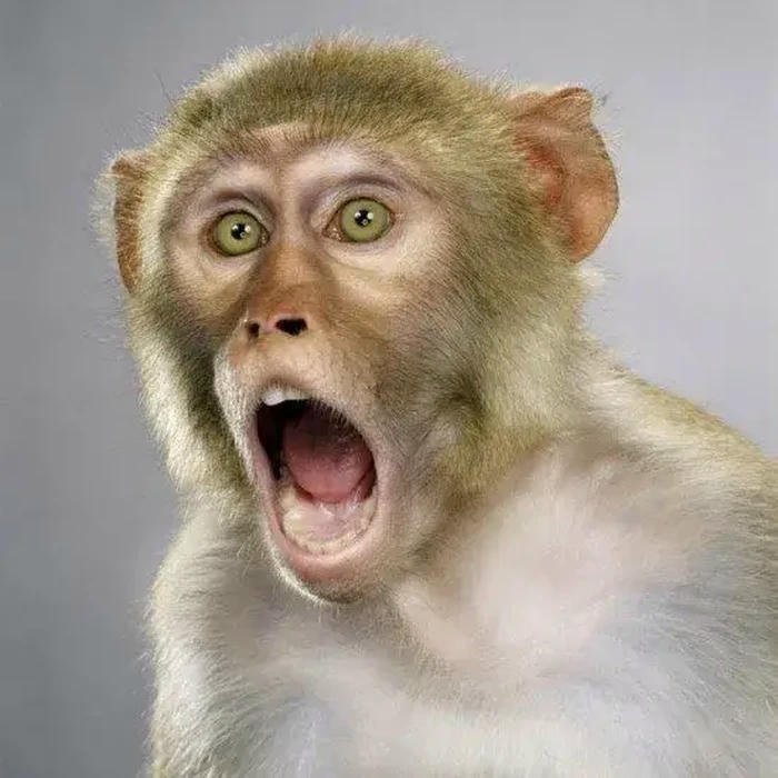 Meme omg khỉ
