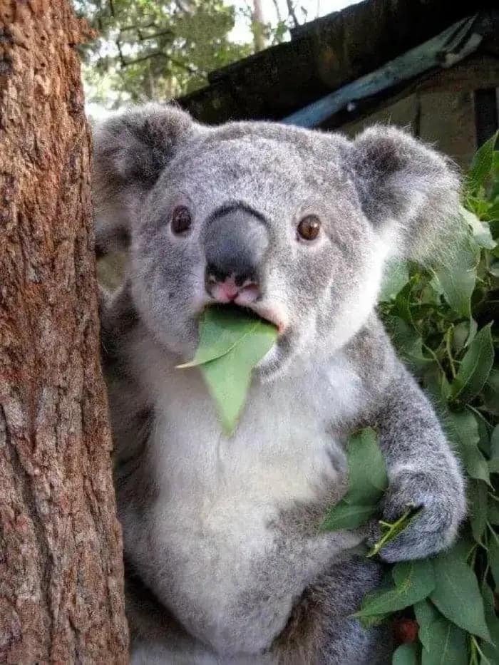 Meme omg koala