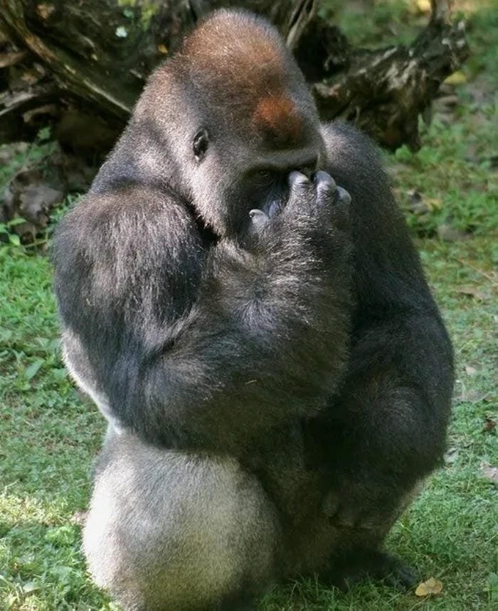 Ngại meme gãi mặt