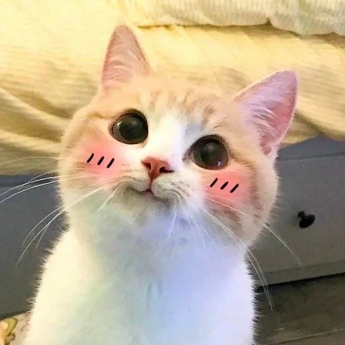 Ngại meme mèo yêu