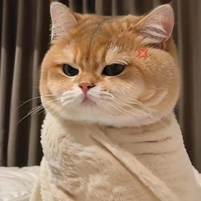 ảnh anime tức giận mèo