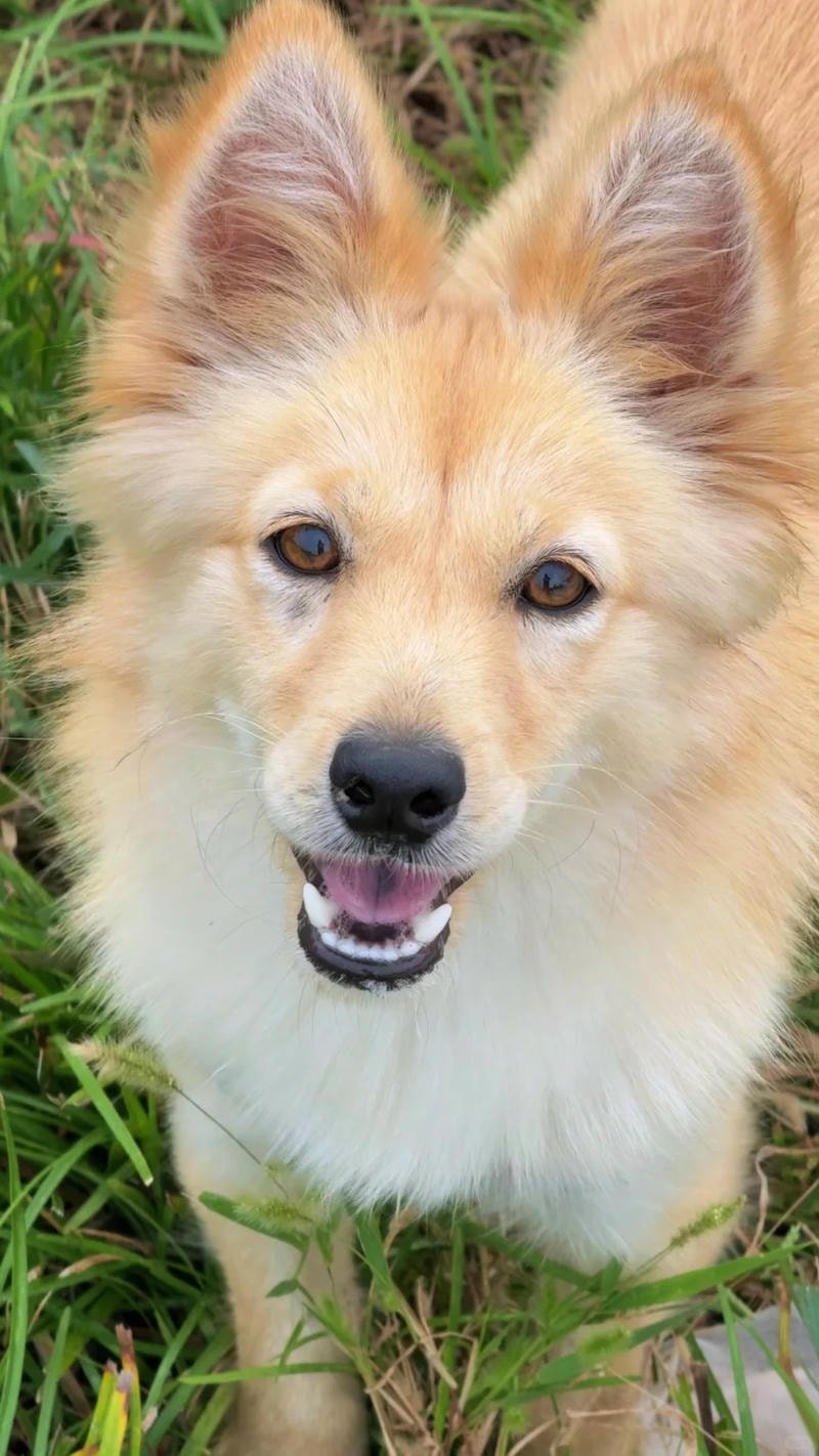 ảnh chó con dễ thương quá