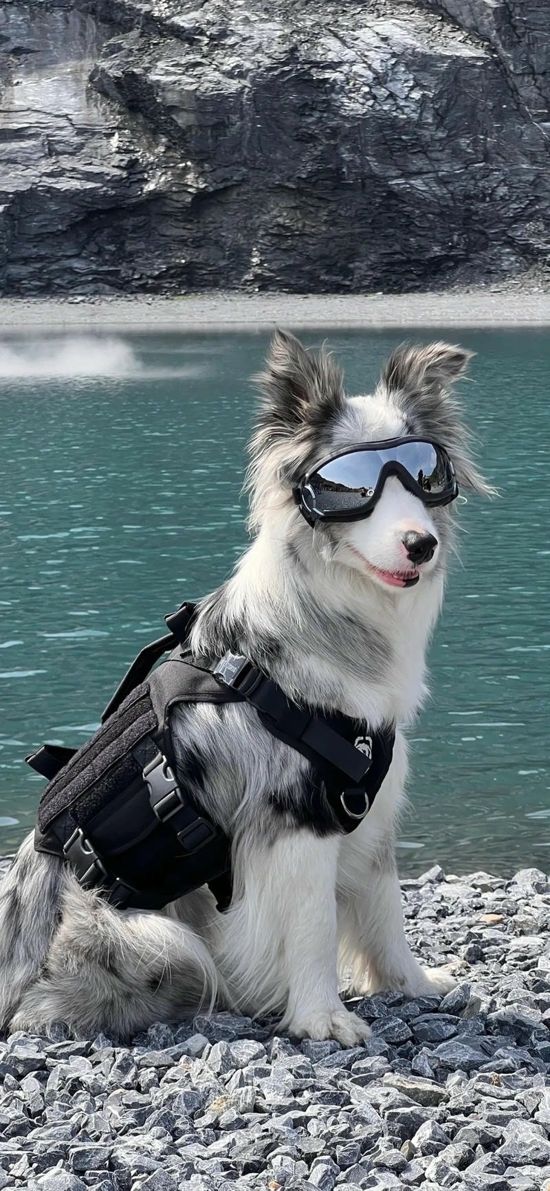 ảnh chó con nhìn camera