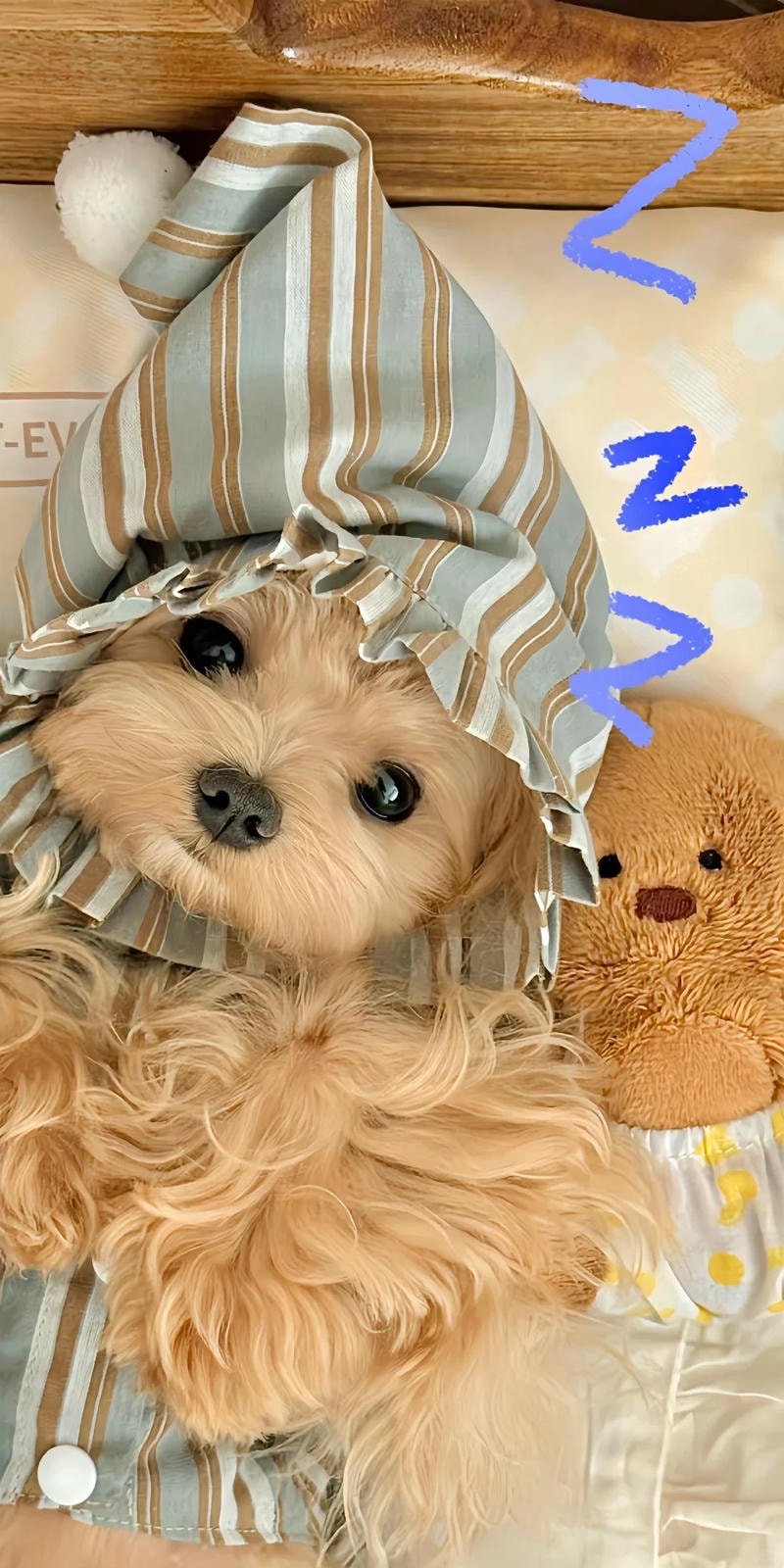 ảnh chó cute chill