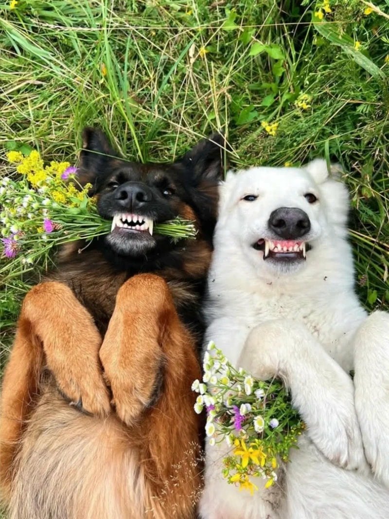 ảnh chó cute nền cỏ