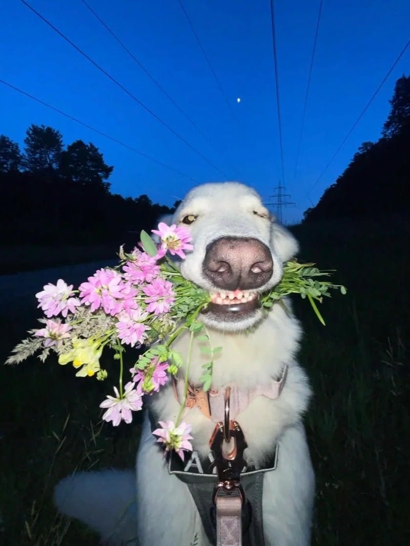 ảnh chó cute nền tối