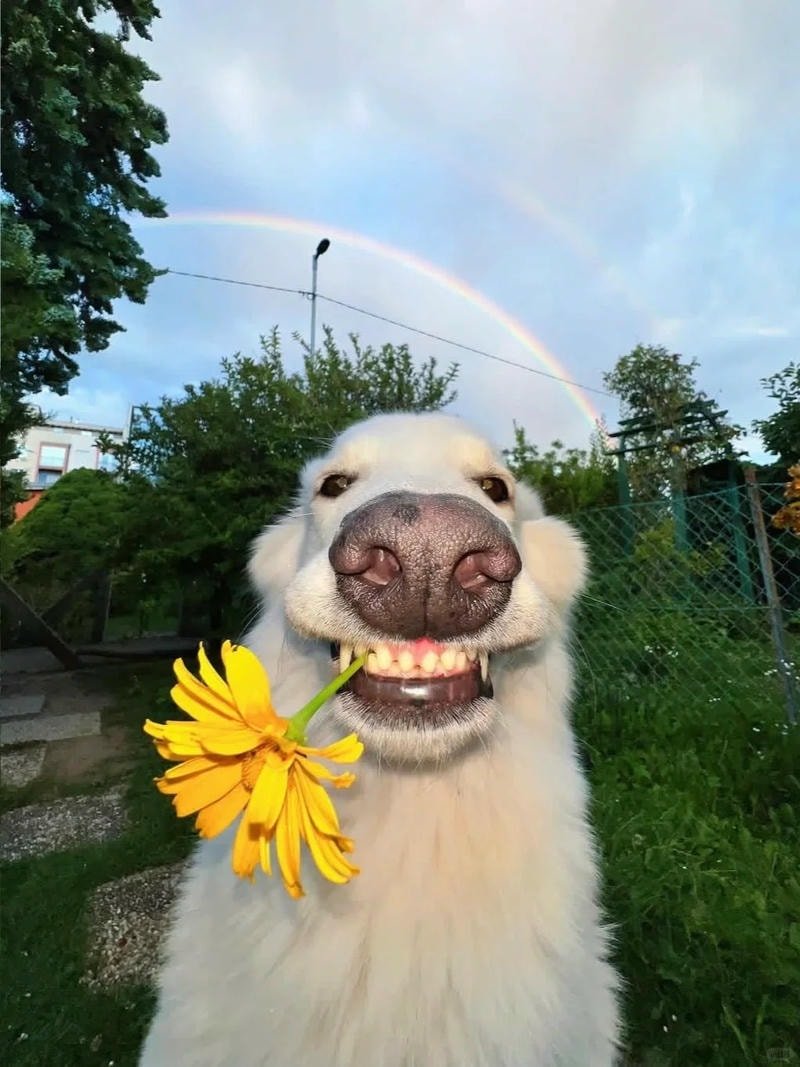 ảnh chó cute nền xanh