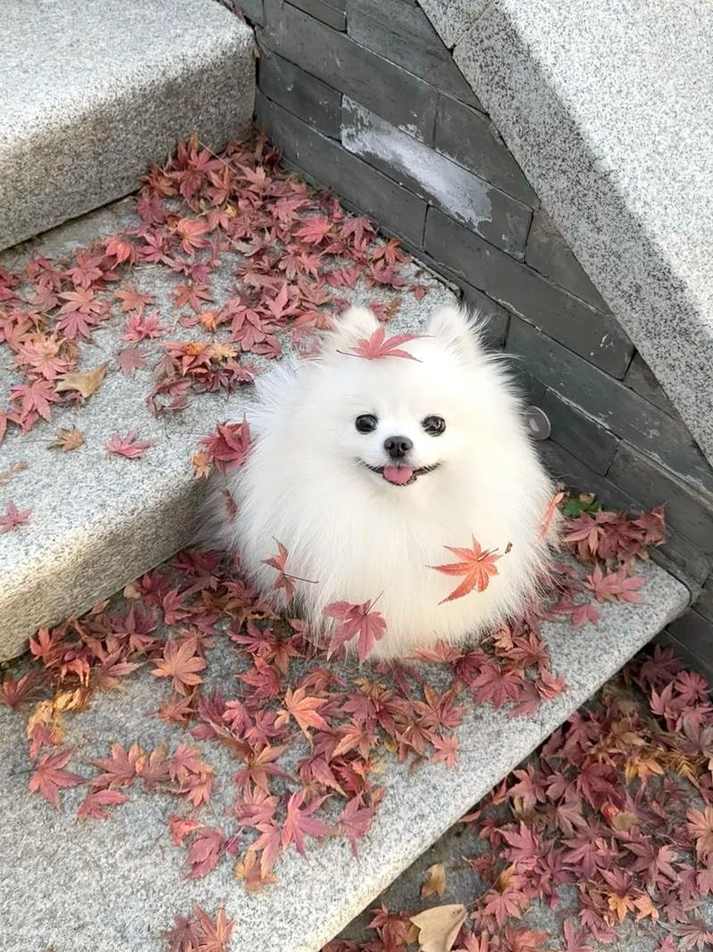 ảnh chó cute nhìn camera