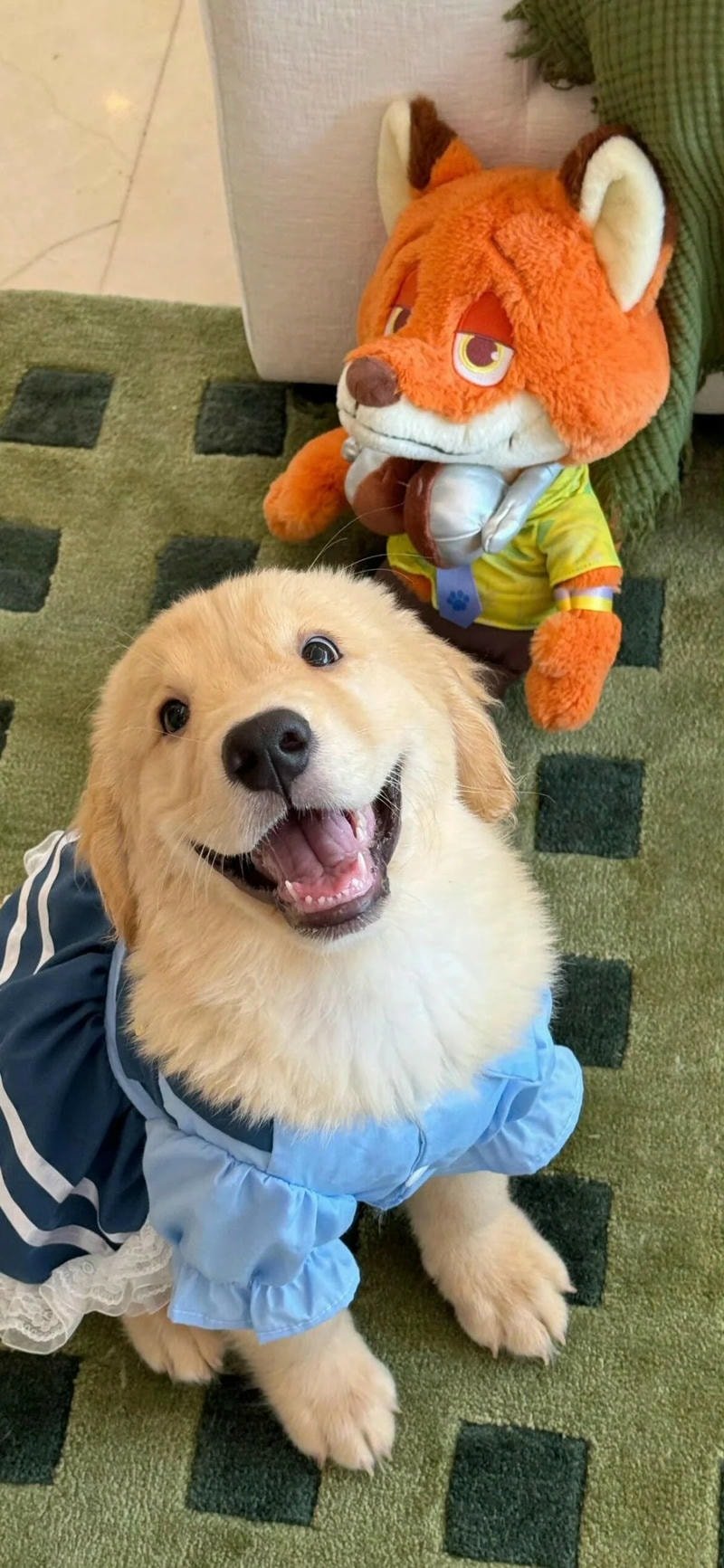 ảnh chó cute vui nhộn