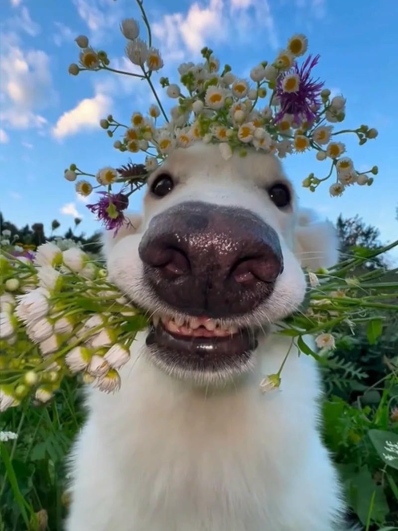 ảnh chó hài dễ thương