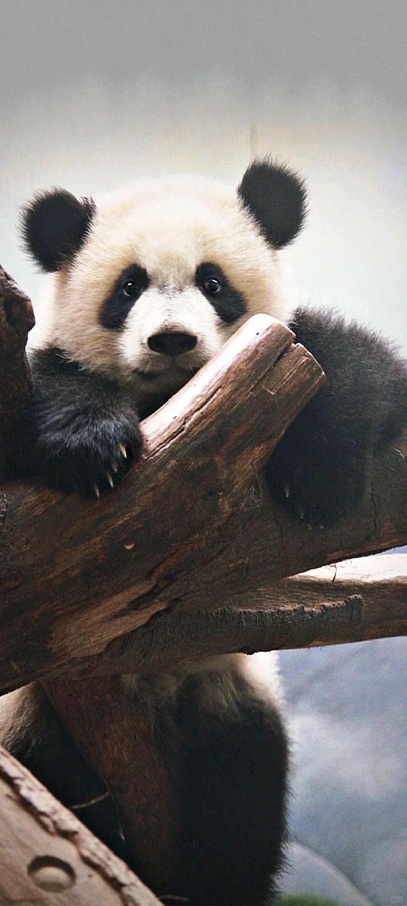 ảnh gấu trúc 3d