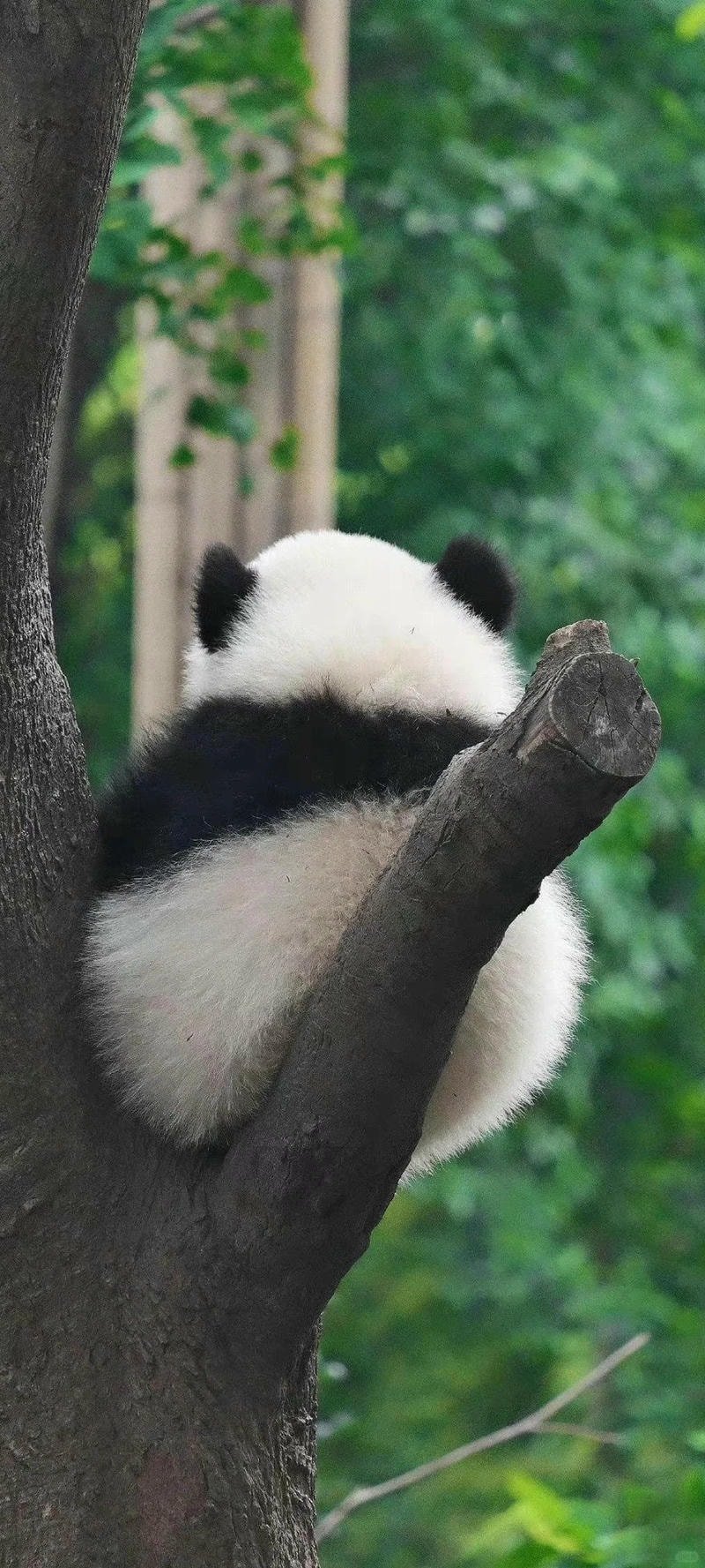 ảnh gấu trúc đáng yêu