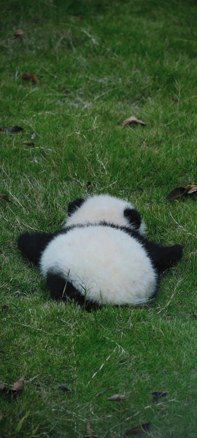 ảnh gấu trúc ngồi