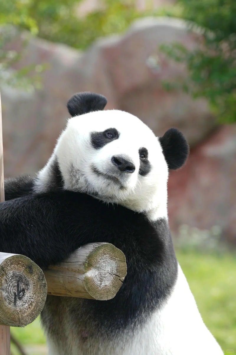 ảnh gấu trúc wallpaper 4k