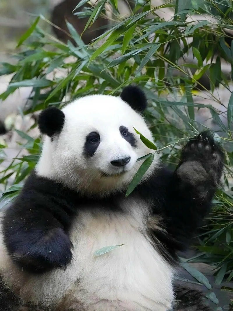 ảnh gấu trúc wallpaper đẹp