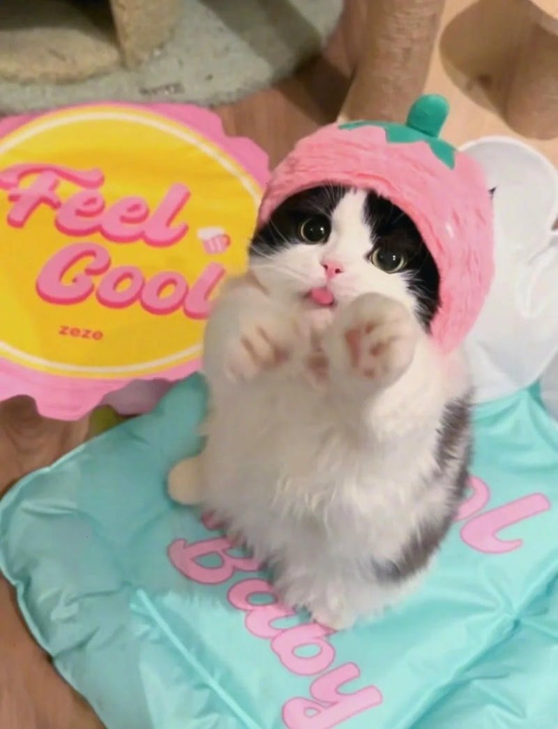 ảnh mèo buồn cười