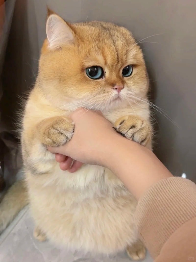 ảnh mèo chơi đùa cute