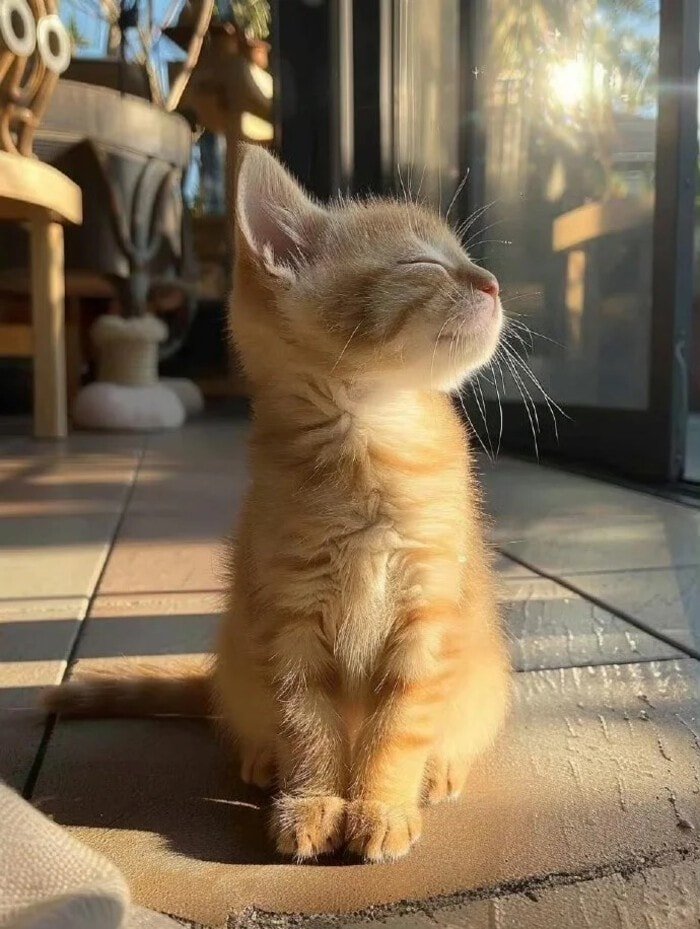 ảnh mèo con dễ thương