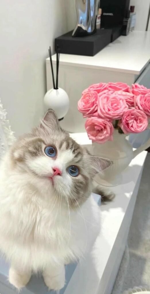 ảnh mèo cute nền dễ thương