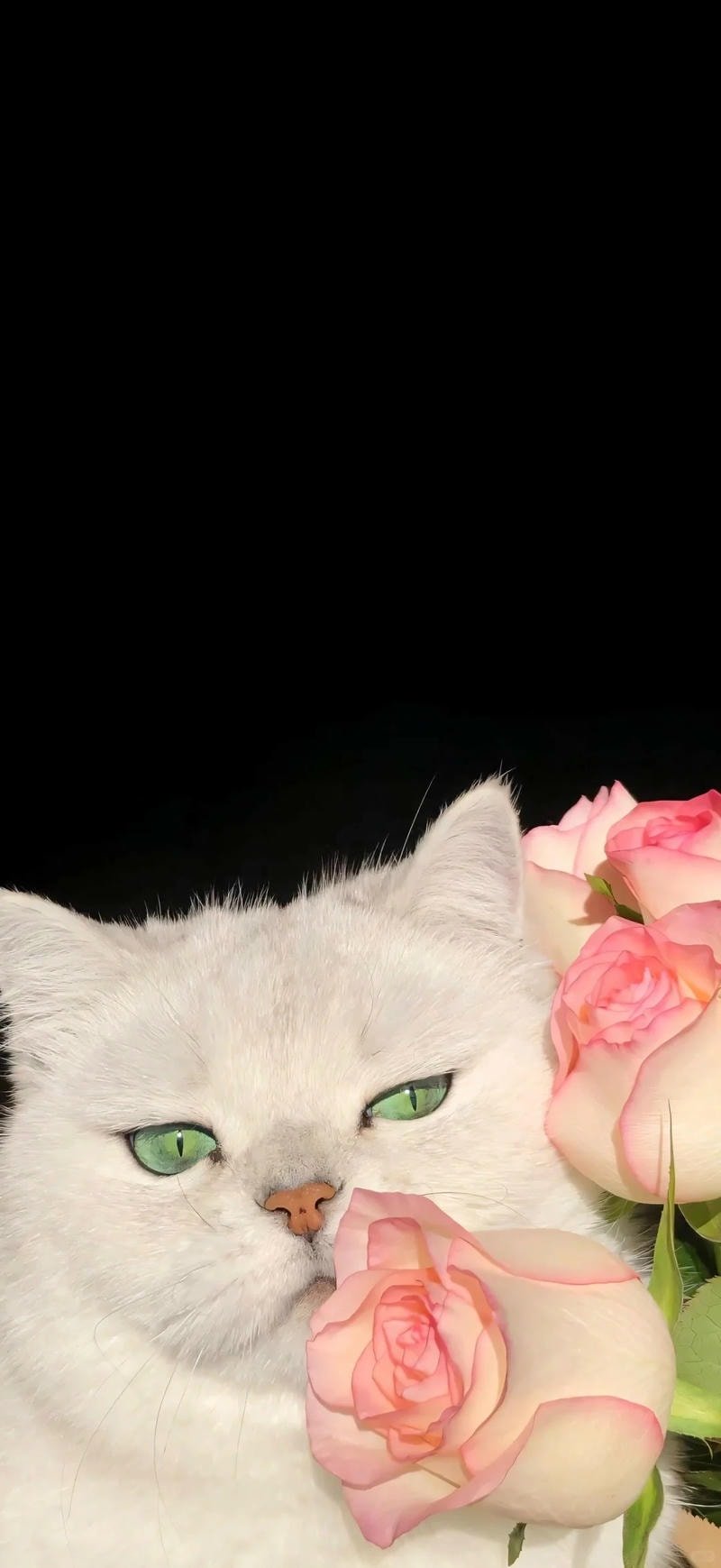 ảnh mèo cute nền đen