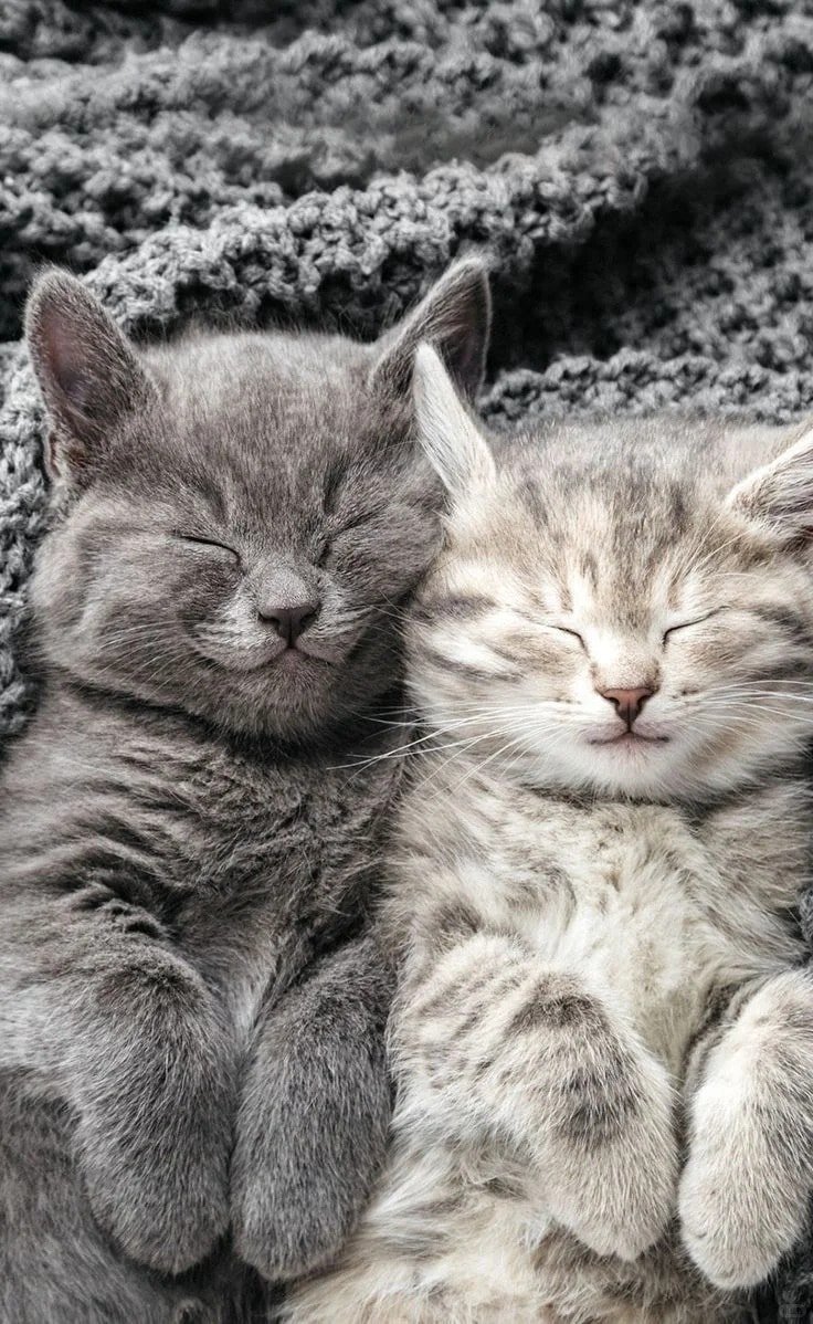 ảnh mèo cute siêu đáng yêu