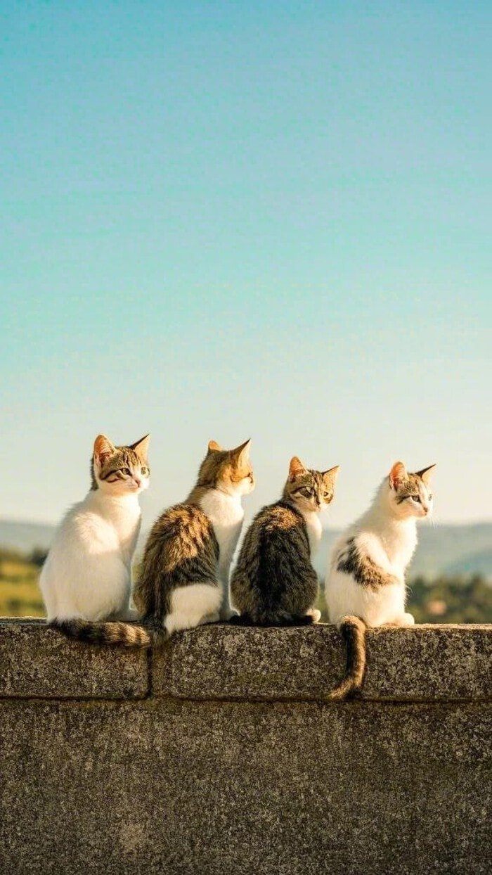 ảnh mèo cute wallpaper 4k