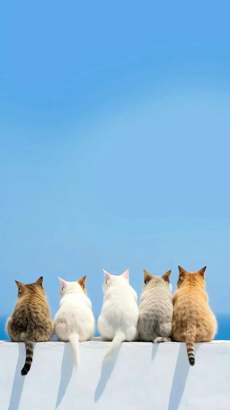 ảnh mèo cute wallpaper đẹp