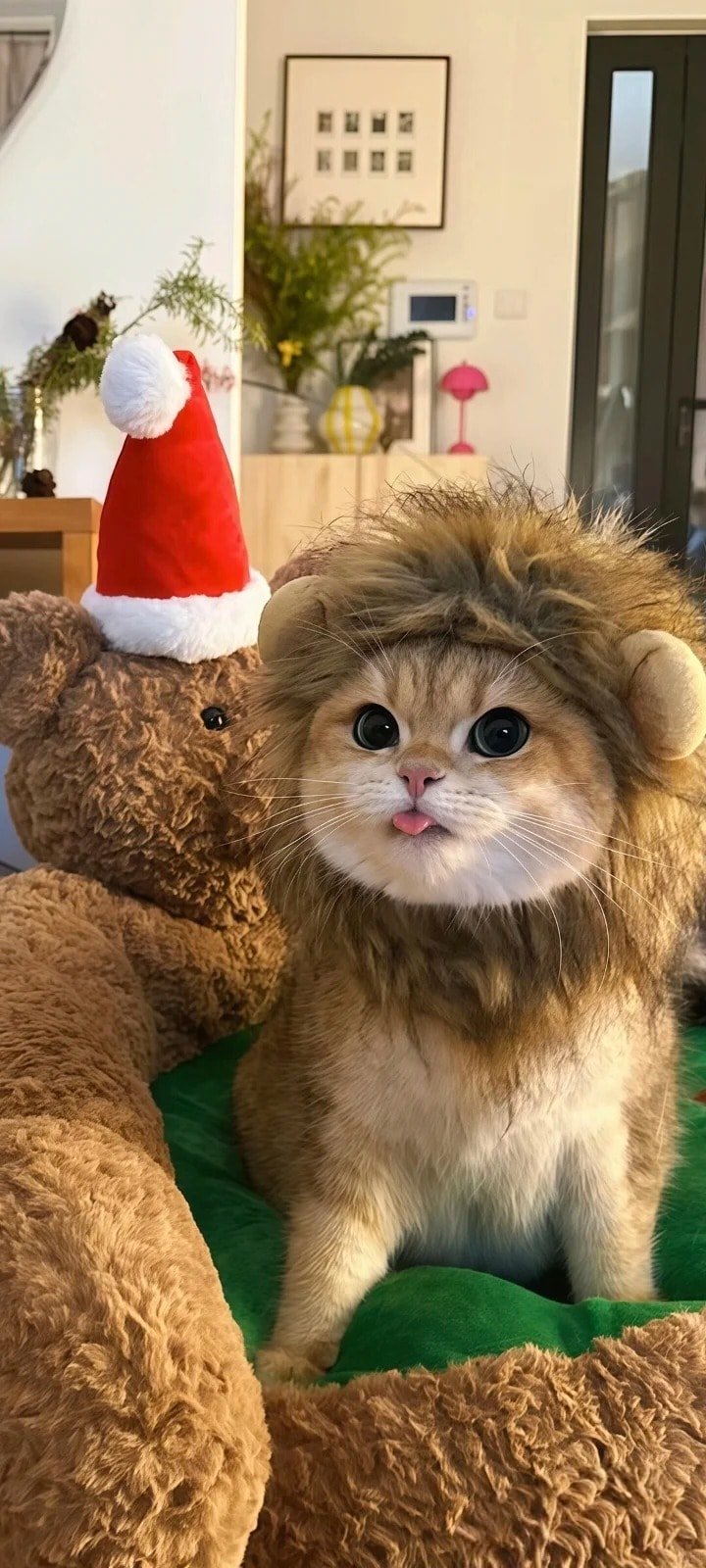 ảnh mèo hài hước