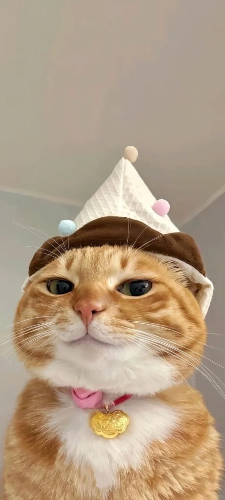 ảnh mèo meme biểu cảm