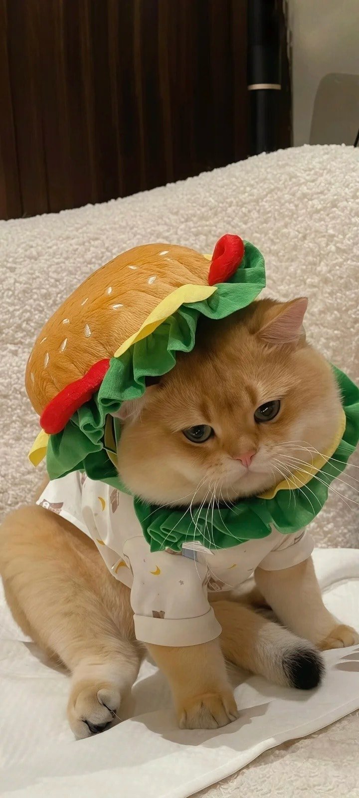 ảnh mèo meme dễ thương