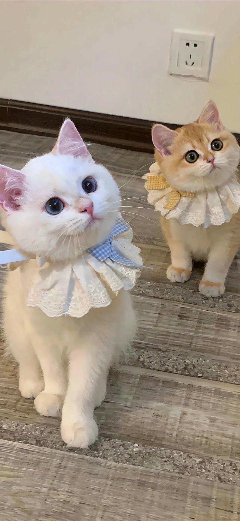 ảnh mèo meme nền đẹp