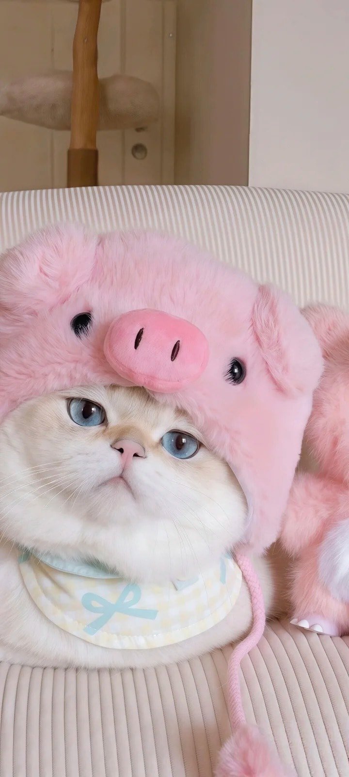 ảnh mèo meme nền hài