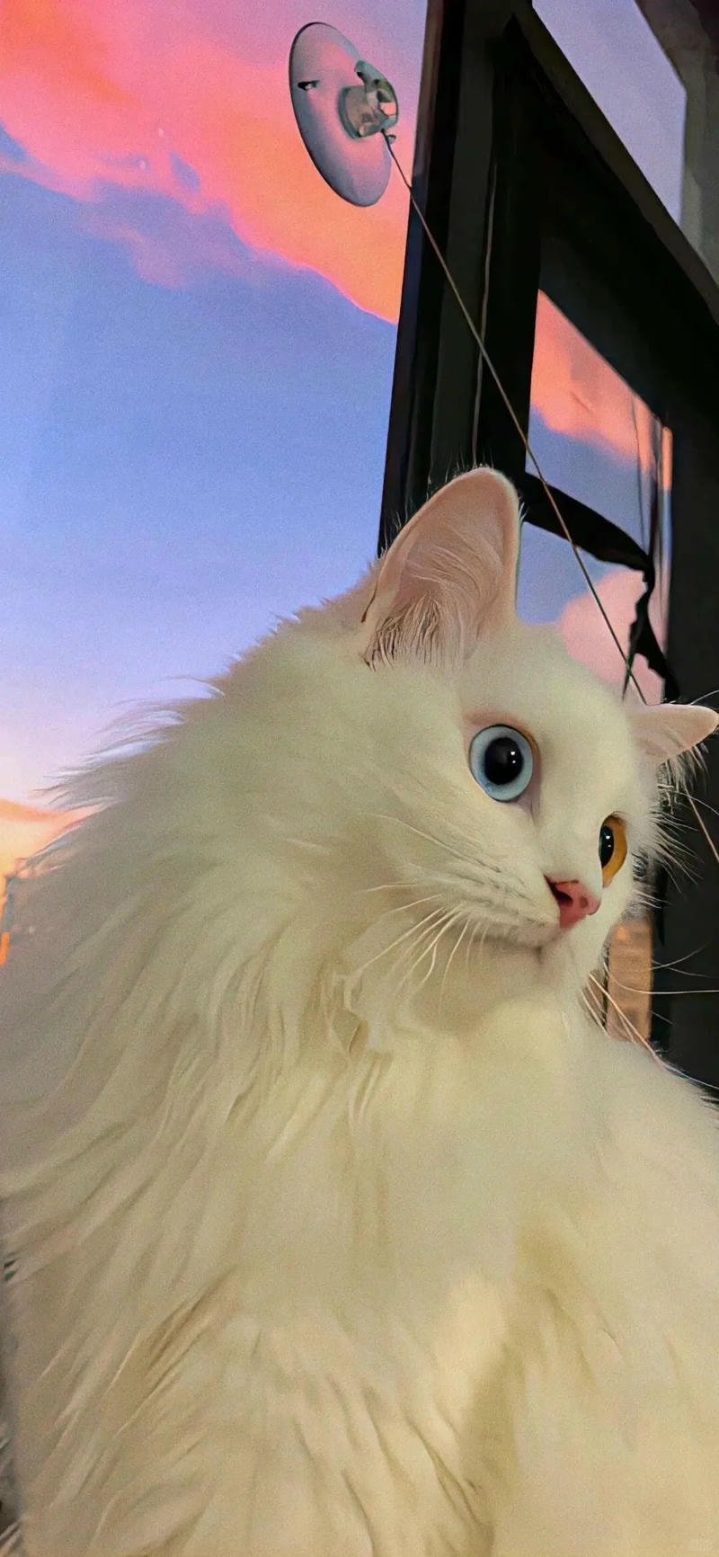 ảnh mèo meme nền trắng