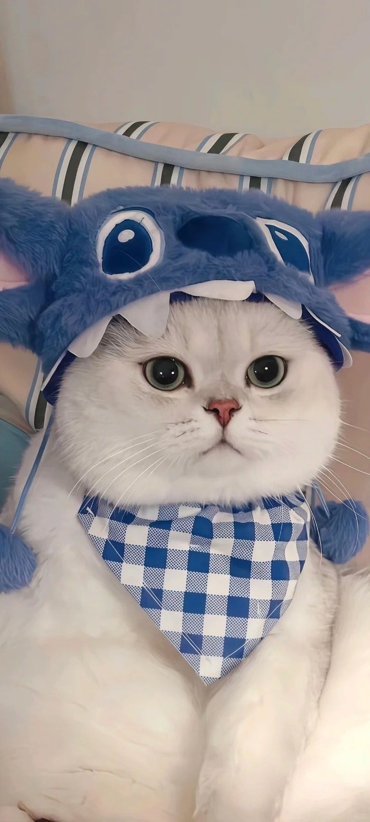 ảnh mèo meme trend