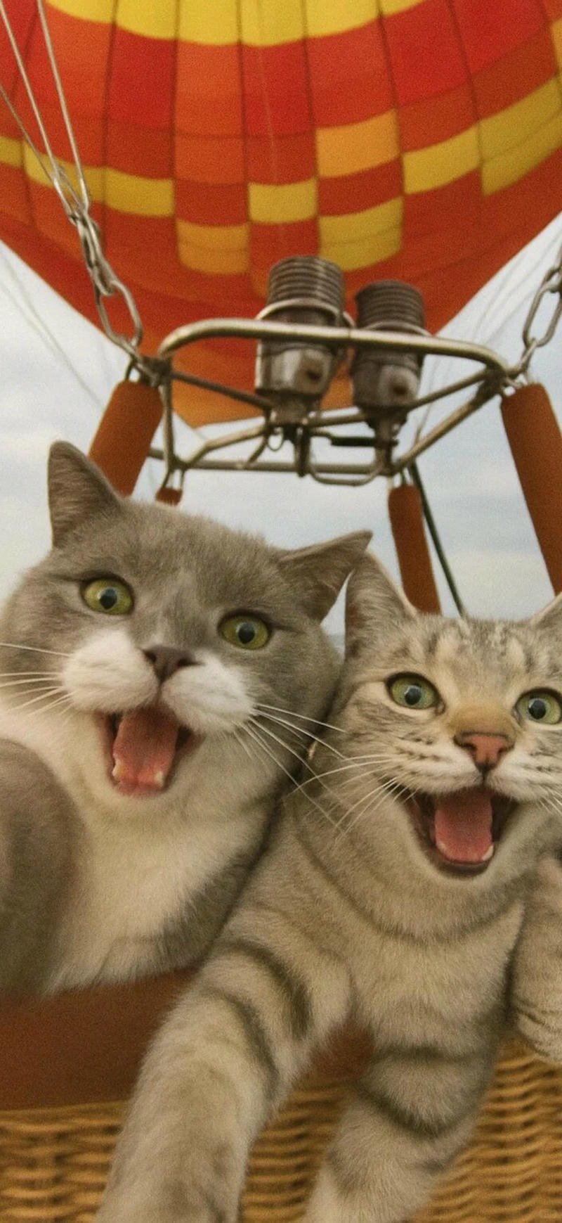 ảnh mèo meme wallpaper